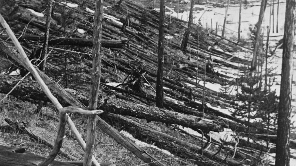 1929年のツングースカ調査で撮影された、倒木と枝を失った立木が同時に残る被害森林