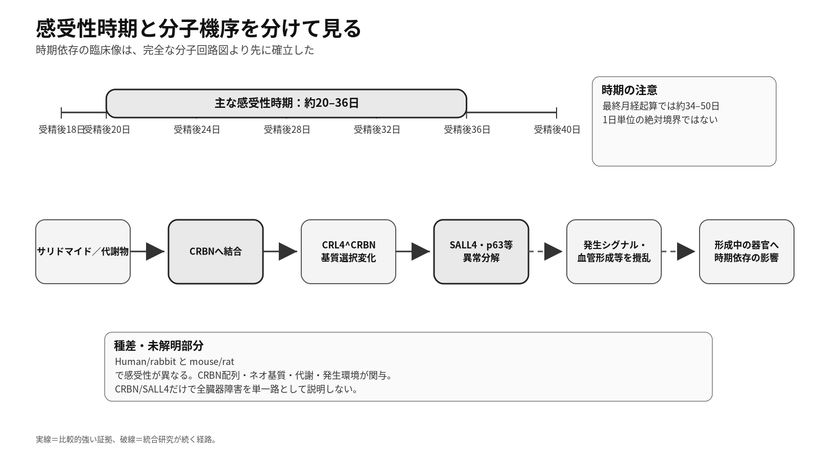 サリドマイドの主な感受性時期とCRBNを中心とする現在の分子機序理解を示す図