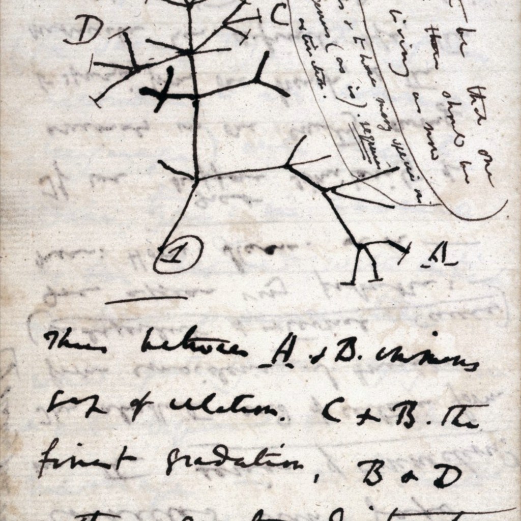 「I think」の文字とともに枝分かれする樹形図を描いたダーウィンの1837年の手書きノート。